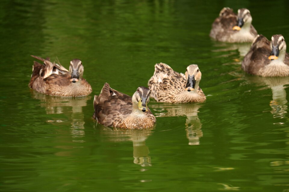 Nature animal bird photo