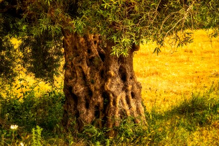 Old log olives