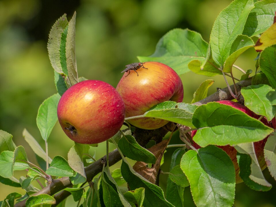Apple tree fruit delicious