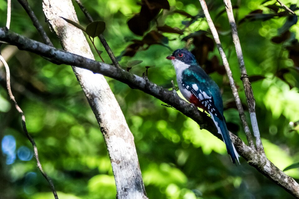 Bird tocororo endemic