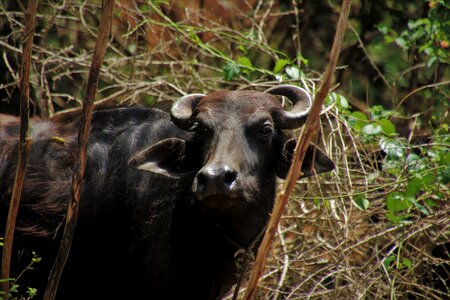 Exotic sri lanka cattle photo