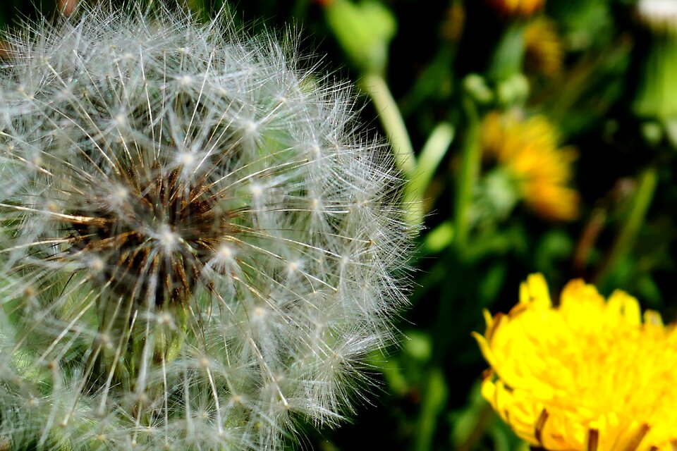 Flower summer growth