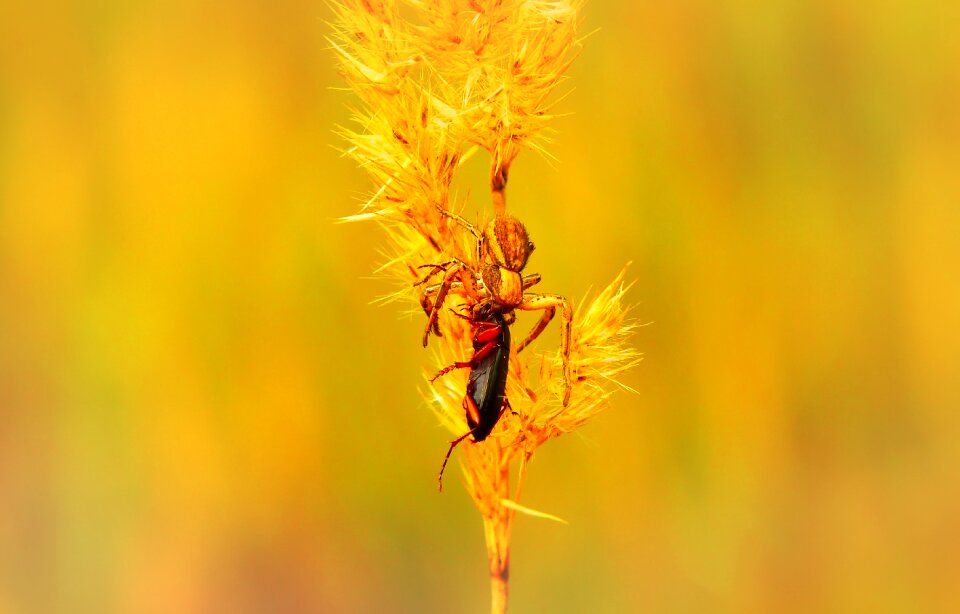 The beetle victim food