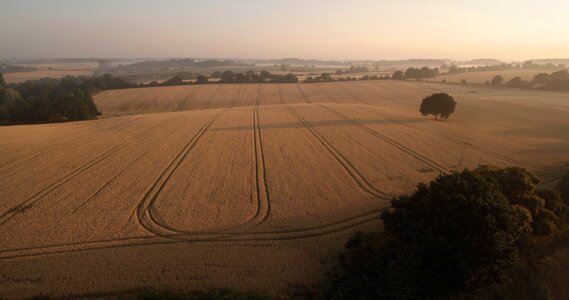 Wheat field farming photo
