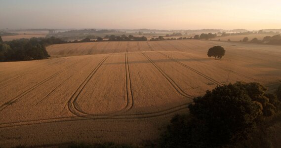 Wheat field farming