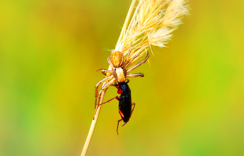 The beetle victim food