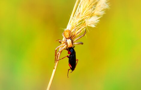 The beetle victim food