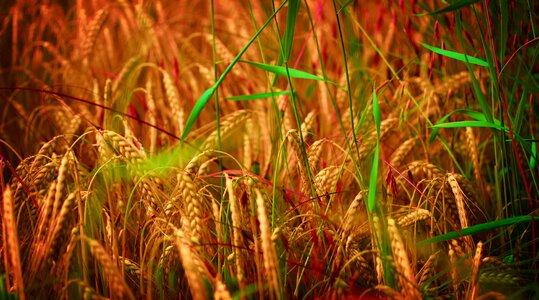 Green yellow grain