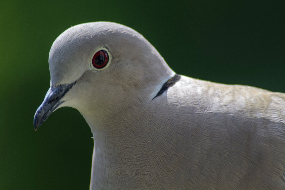 Portrait bird nature photo