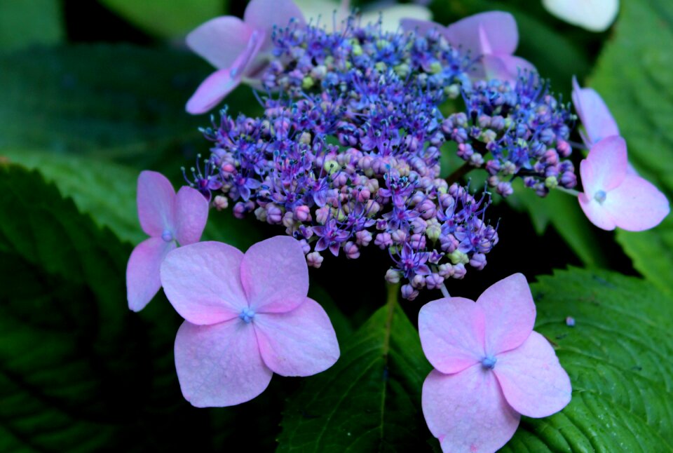 Flowers sierheester garden