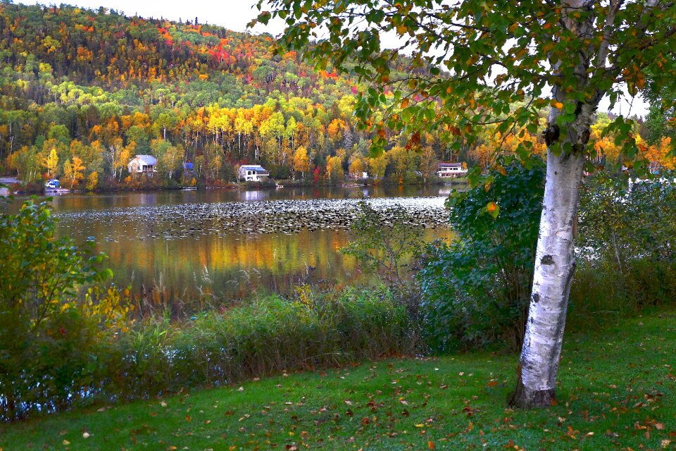 Trees birch forest photo