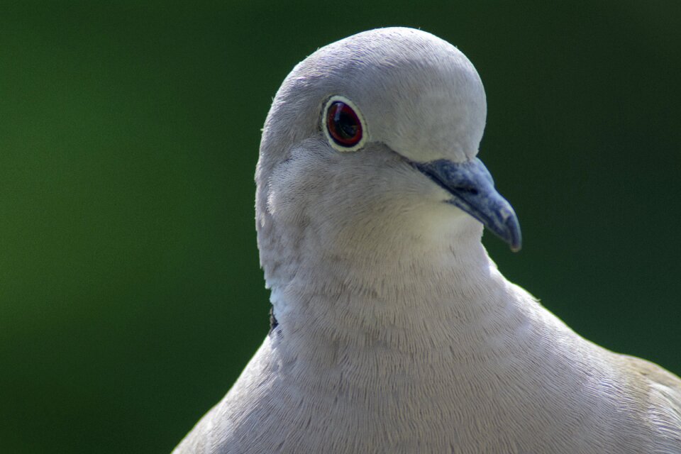 Portrait bird nature photo