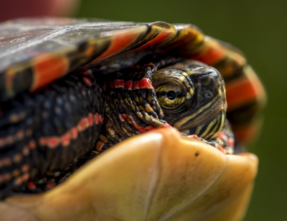 Wildlife reptile nature
