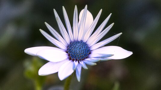 Greeting card violet white photo