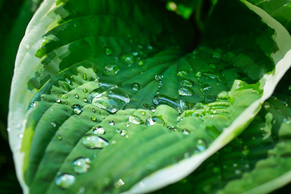 Leaves green plant drops of rain