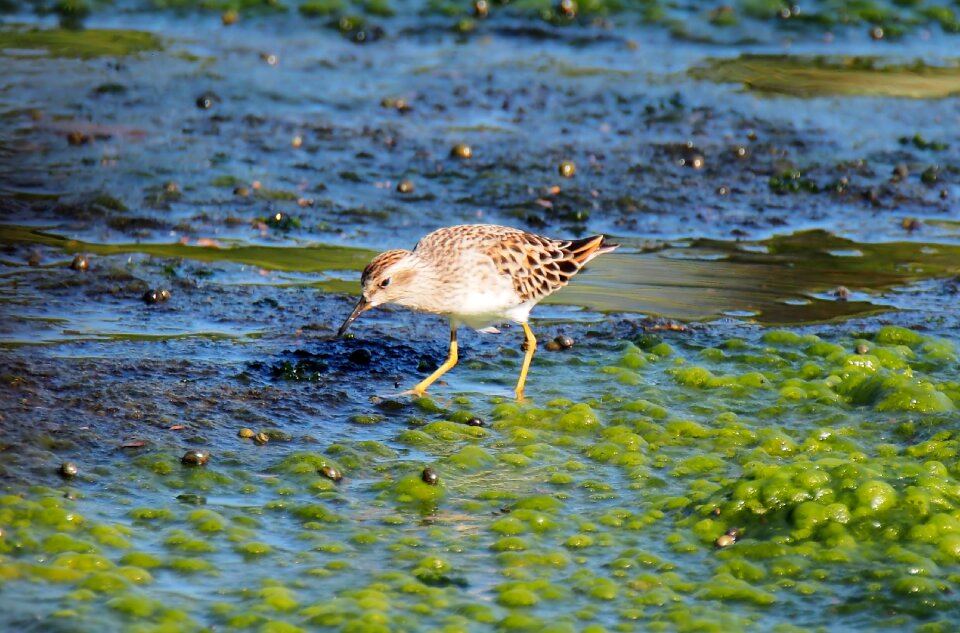 Outdoors wildlife bird