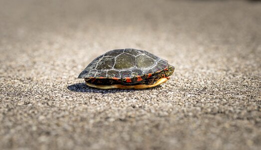 Wildlife reptile nature