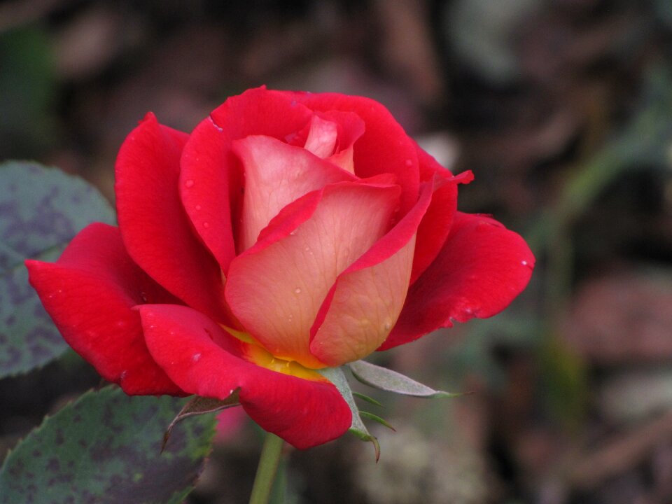 Flower blossom bloom