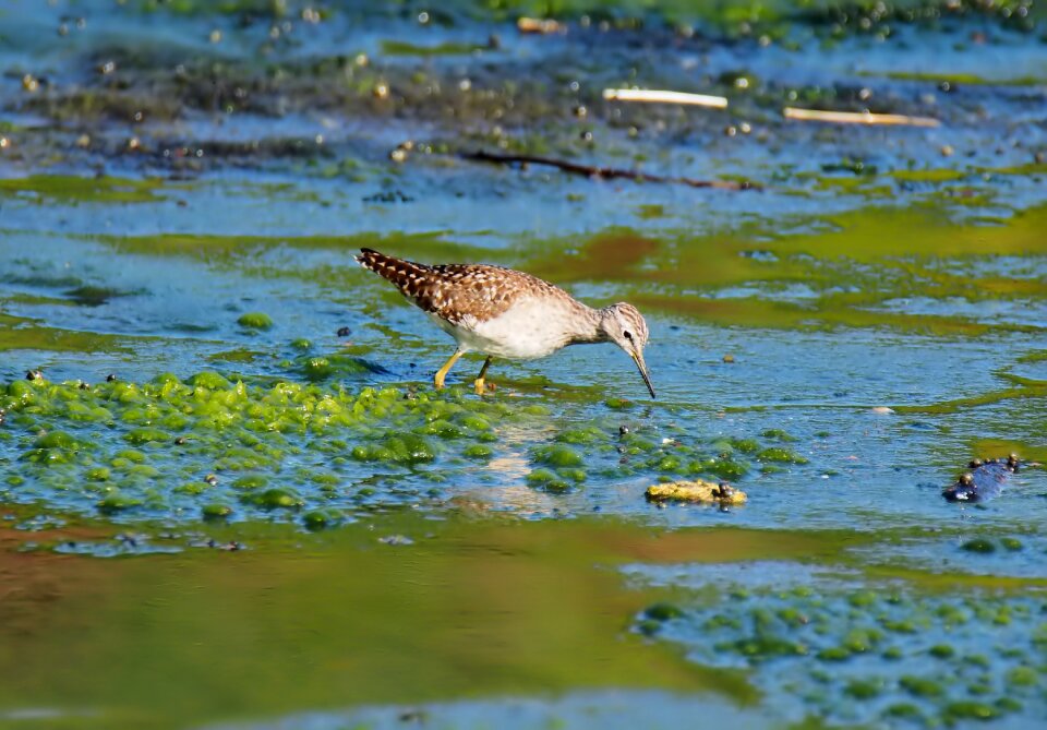 Lake bird outdoors
