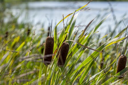 Water reed marsh photo