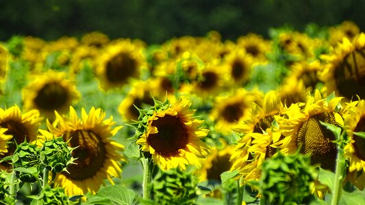 In the summer of yellow flowers