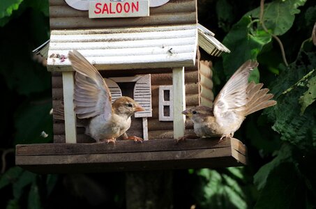 Nature fight birds