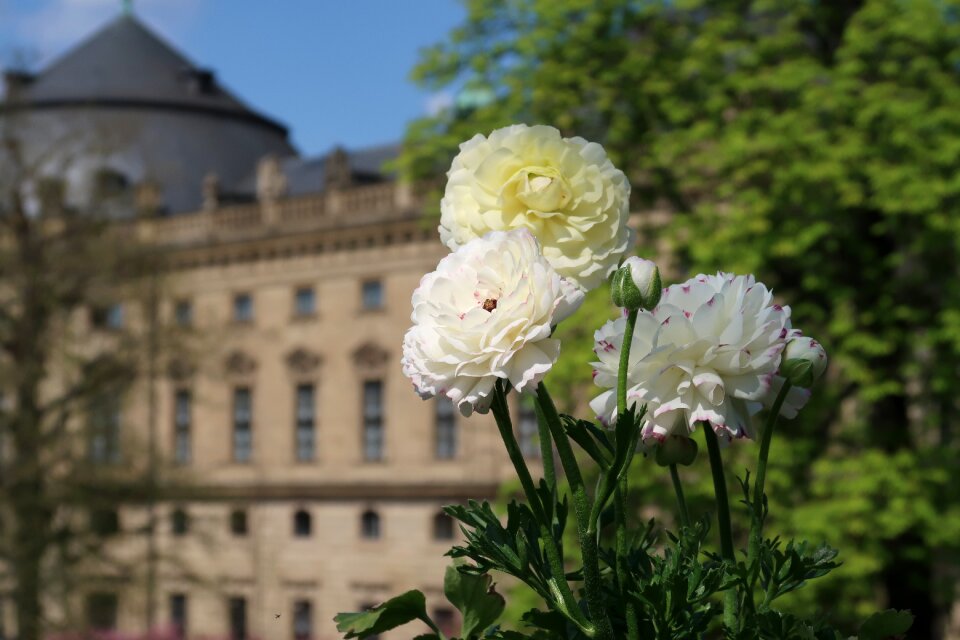 Plant ranunculus garden