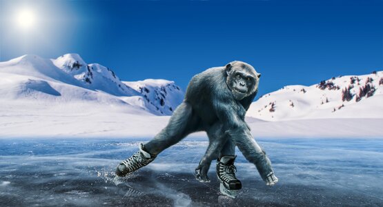 Ice rink mountains monkey
