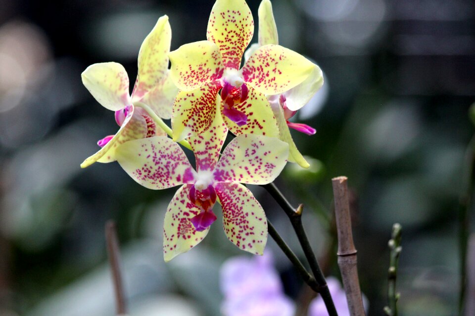 Bloom plant closeup