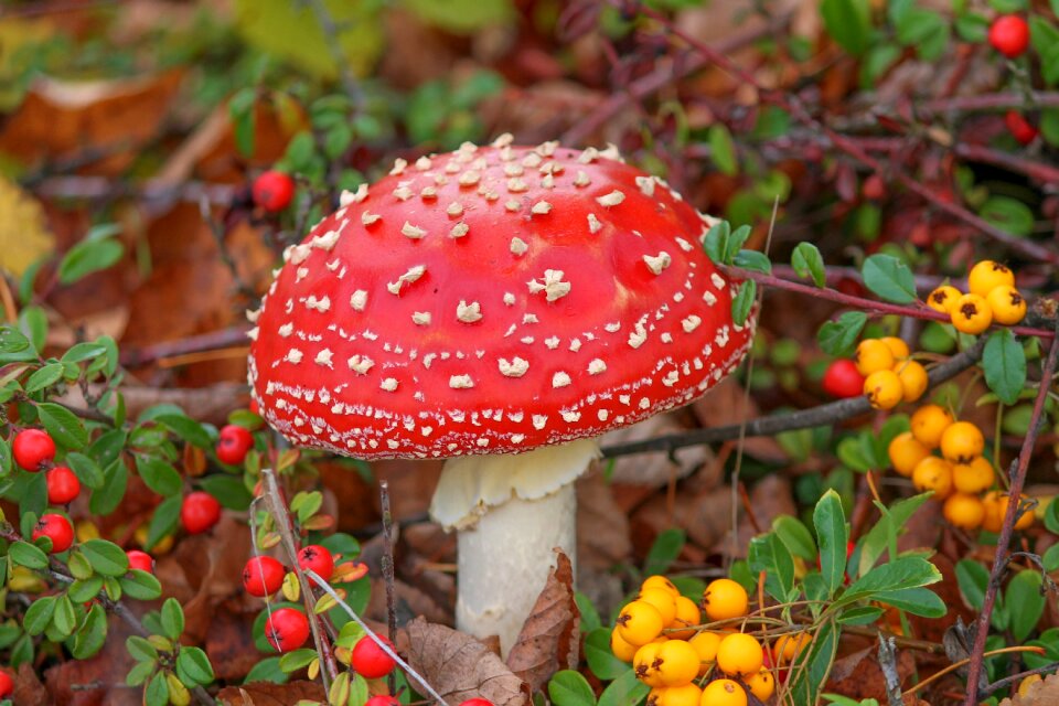 Nature forest autumn photo