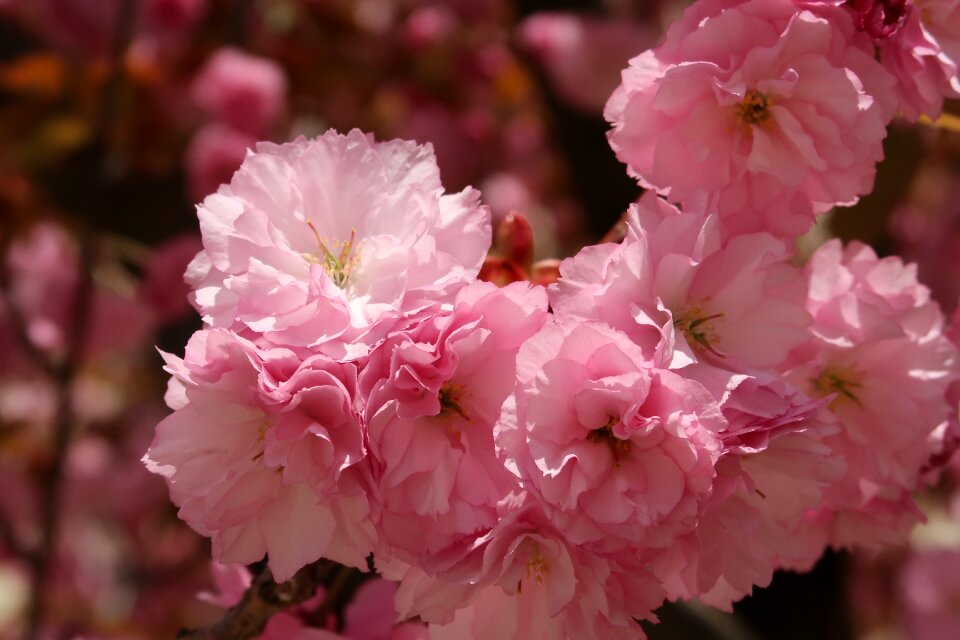 Garden blossom bloom