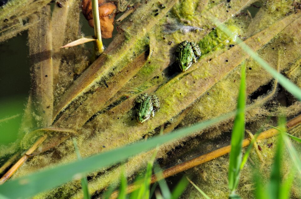Amphibian nature grass