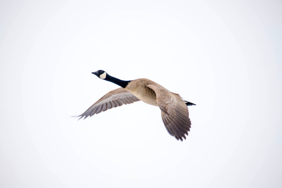 Canada goose fly Free photos