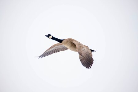 Canada goose fly Free photos photo