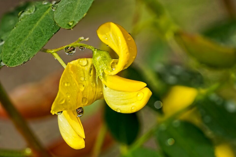 Flowers summer yellow