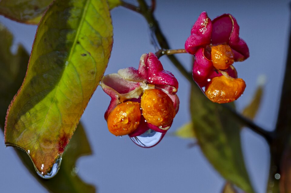 Poisonous plant boll wet