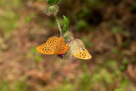 Thistle thistle flower butterfly photo