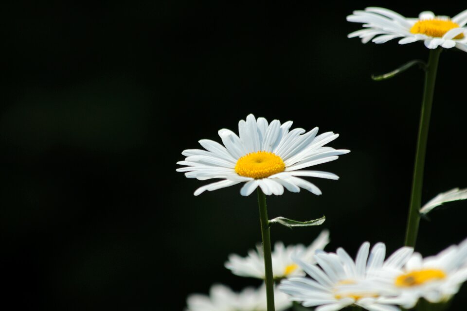 Flowers of the field summer closeup