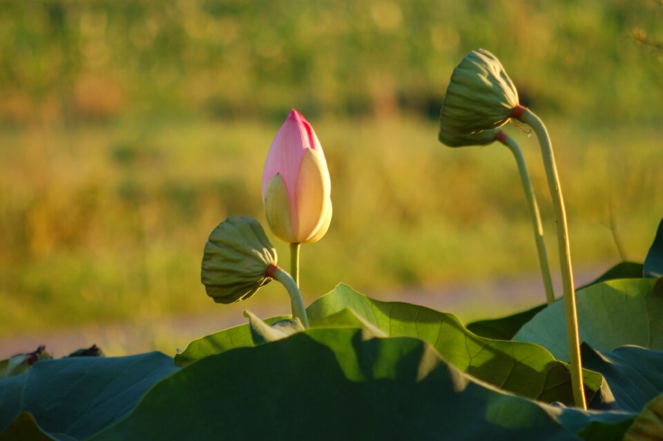 Summer petal flower