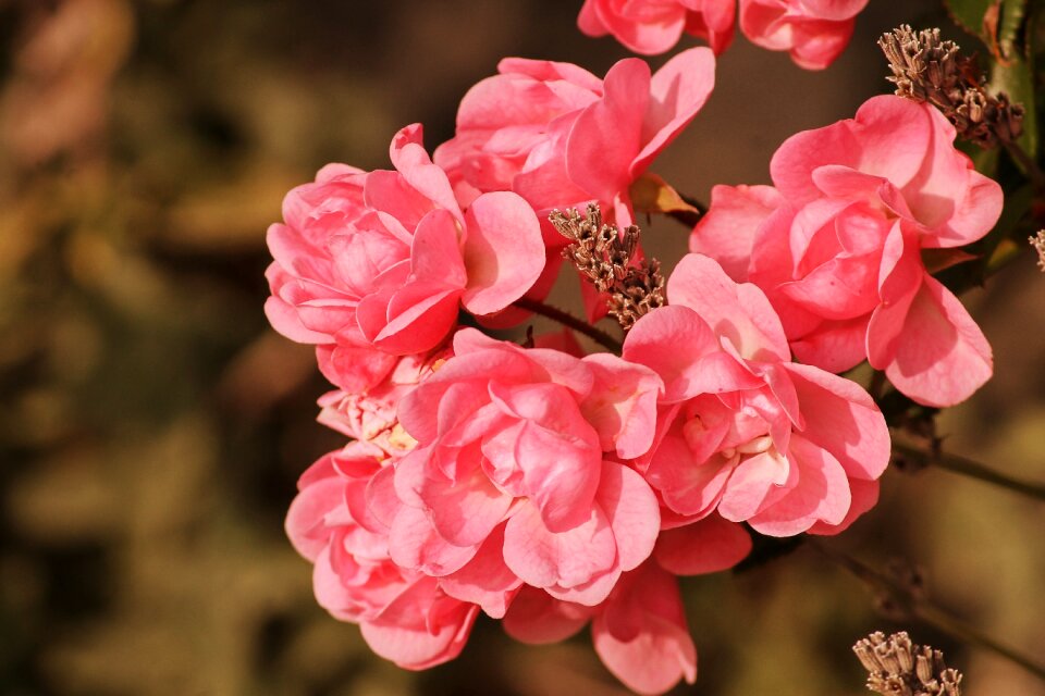 Shrub roses flowers nature