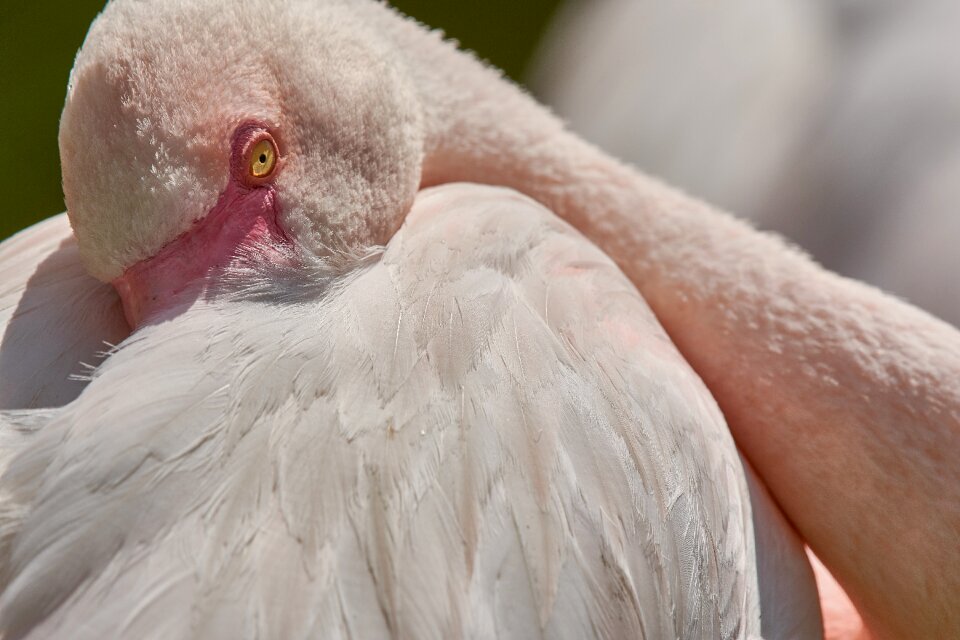 Bird water bird animal