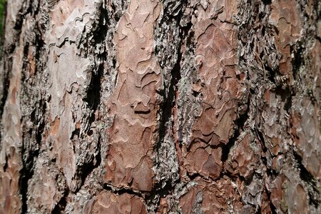 Nature texture tribe