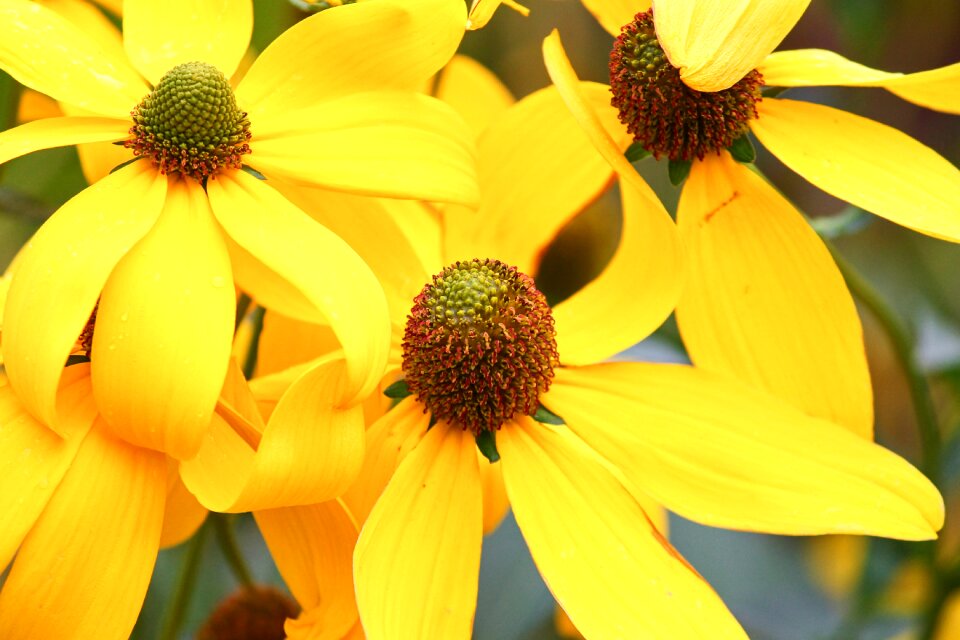 Petals composites summer flower