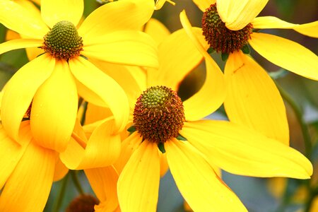 Petals composites summer flower