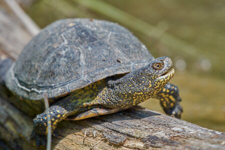 On the water log tortoise shell
