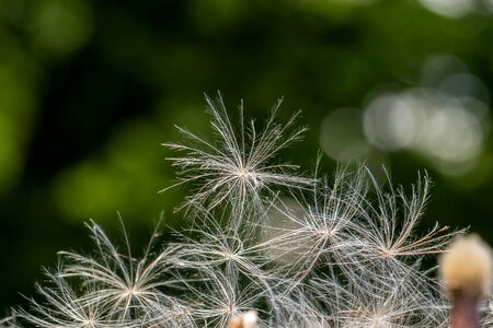 Fine wind shimmer photo