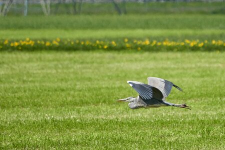 Plumage flying field