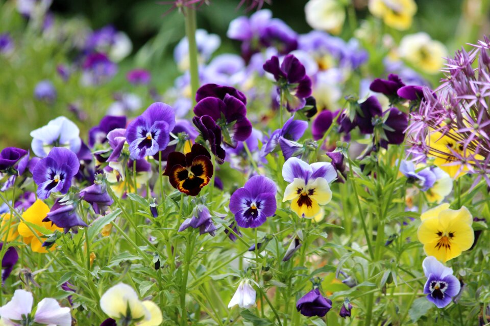 Summer flowers garden flowers garden plants
