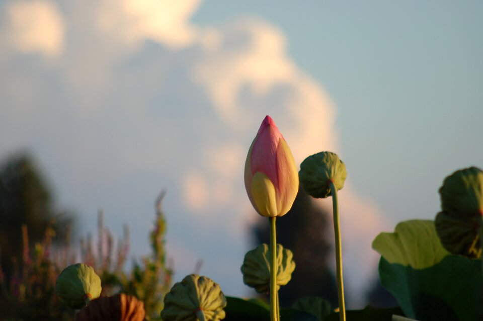 Summer petal flower