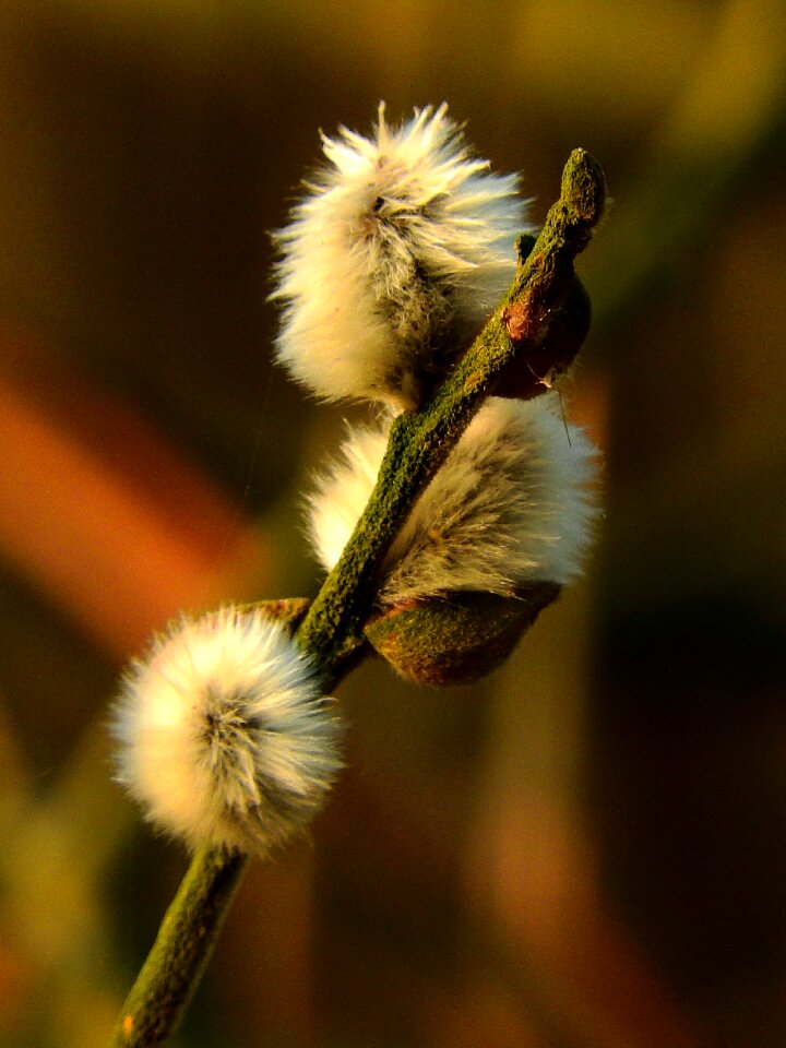 Spring plant close up